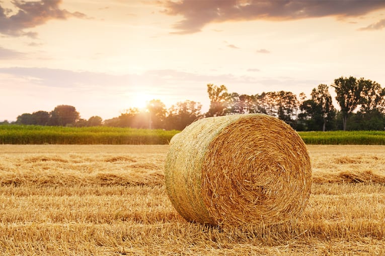 L’agricoltura biologica e il suo contributo per lo sviluppo sostenibile delle aree rurali