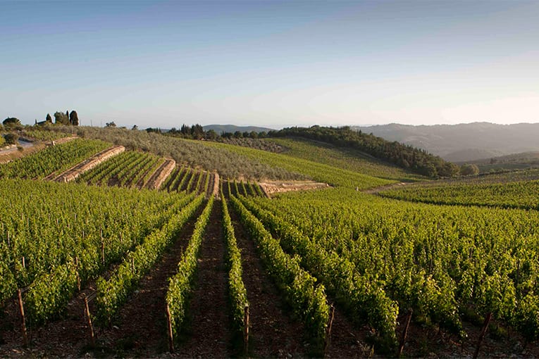 Consorzio Terroir Marche: “I benefici del bio sono dimostrati a livello scientifico”