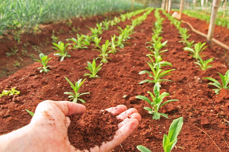 Biologico: i risultati presentati al Biofach sono positivi