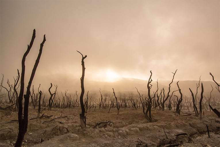 Bioreport CREA: il biologico è innovazione e aiuta a placare il problema climatico