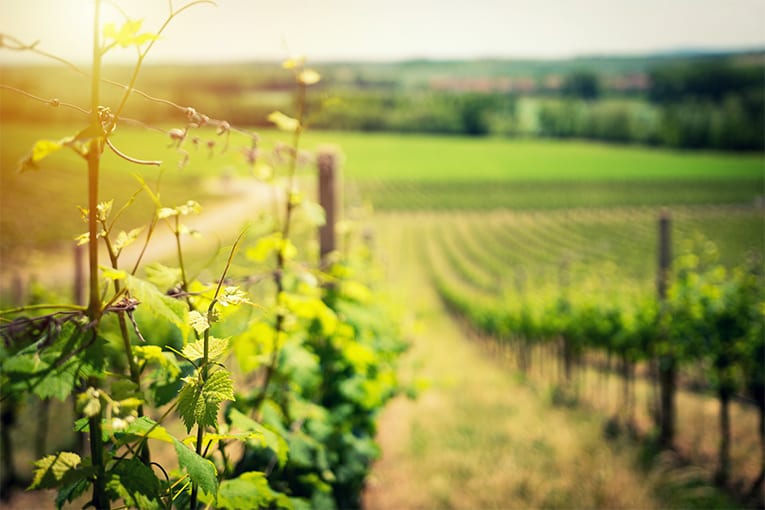 Utilizzo del rame in agricoltura biologica: chiarimenti dal Mipaaft