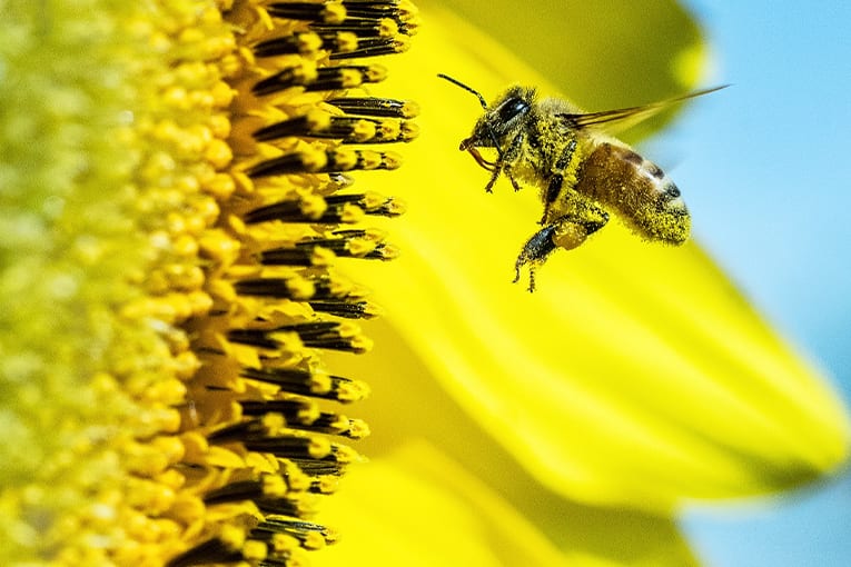 La FAO lancia l’allarme: con la perdita di biodiversità, la sicurezza alimentare è a rischio