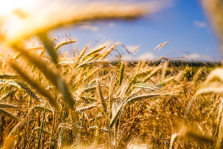 “Biologico, una scelta di campo”