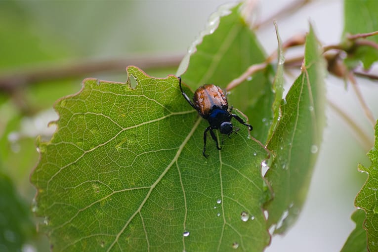 Agricoltura bio: può ridurre la diffusione di malattie e fitofagi delle produzioni alimentari