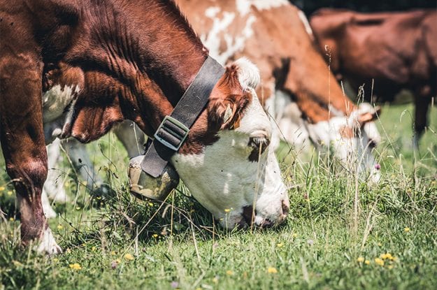 Francia: “Senza l’Unione Europea non sarebbe stato possibile convertirsi al biologico”