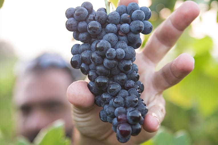 La zona del Chianti si muove sempre di più verso il biologico