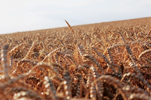 Il peso dell’Europa sull’agricoltura