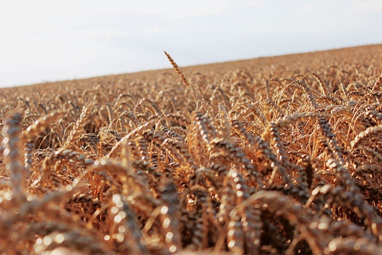 Il peso dell’Europa sull’agricoltura