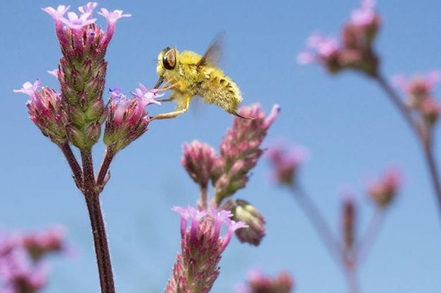 Giornata mondiale della Biodiversità