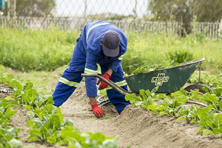 Lavoro nei campi: il biologico tutela i lavoratori