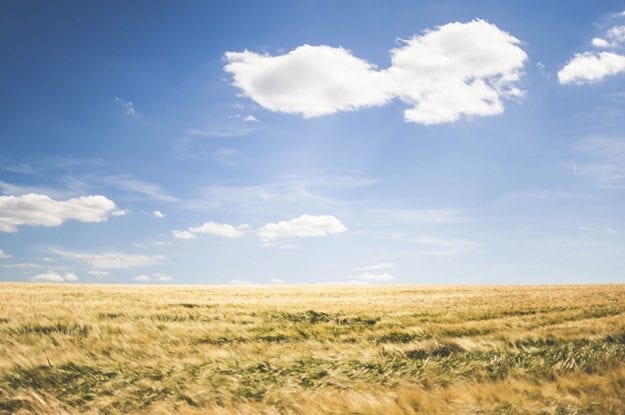 FederBio risponde allo studio svedese dedicato all’agricoltura biologica
