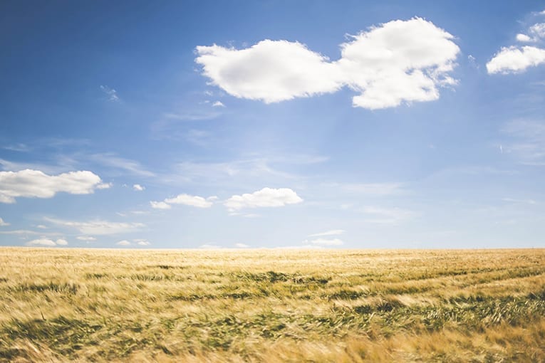 FederBio risponde allo studio svedese dedicato all’agricoltura biologica