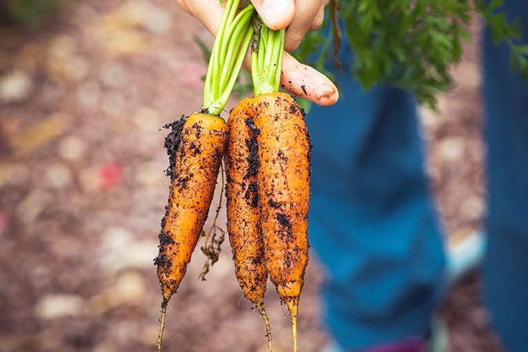 Il Mipaaft propone di rivedere i limiti per l’ac. fosforoso. Non pochi malumori nel settore dell’ortofrutta biologica italiana.