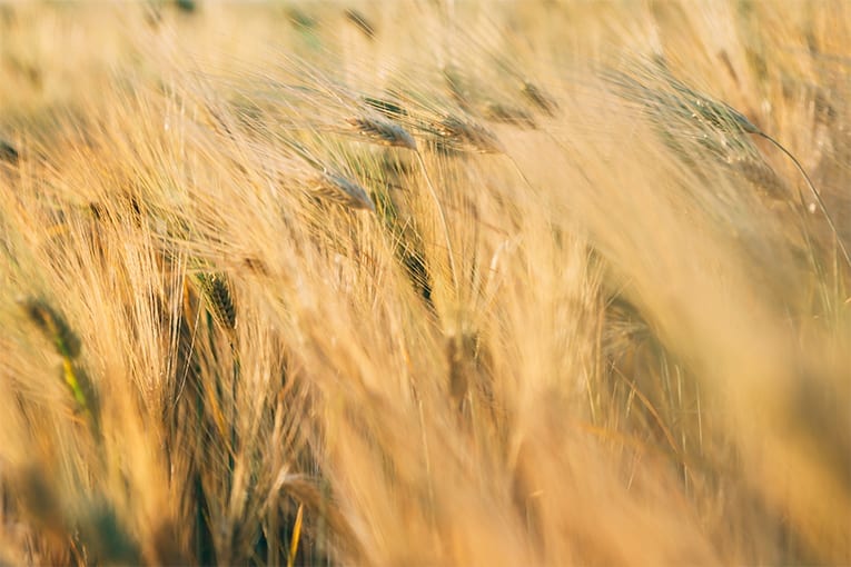 Numero record di aziende francesi convertite a biologico