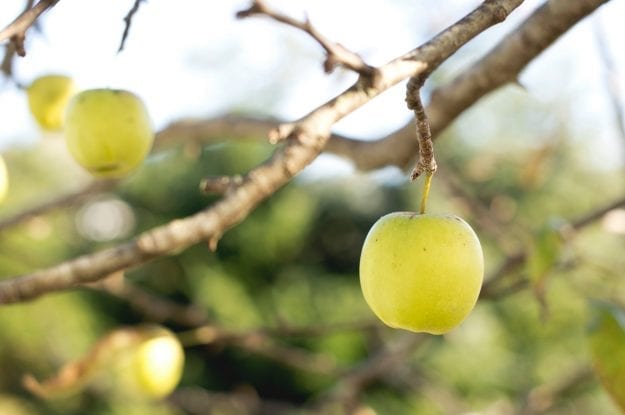 Biologico, alla filiera servono OP più forti