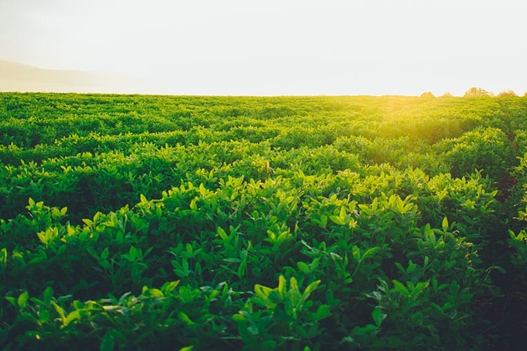 “La svolta verde” parte dai Comuni