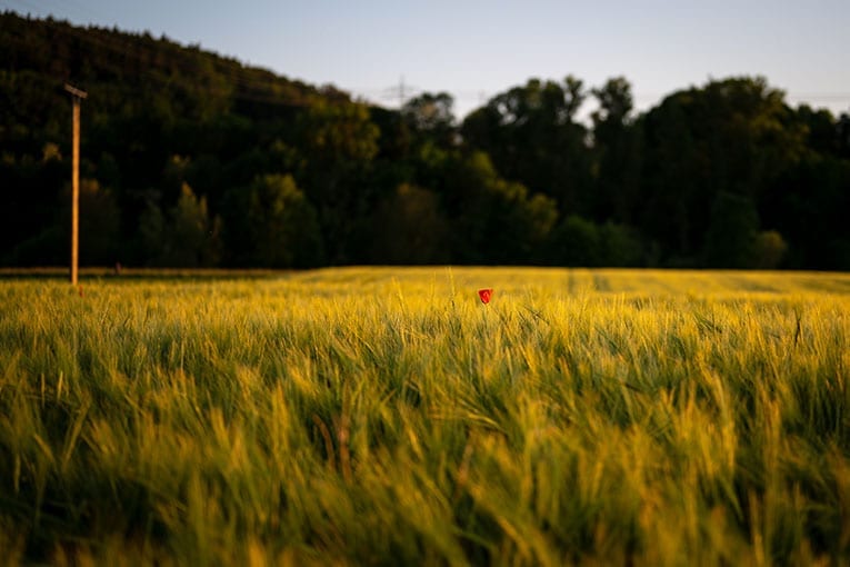 Gli Stati Generali del BIO al SANA 2019