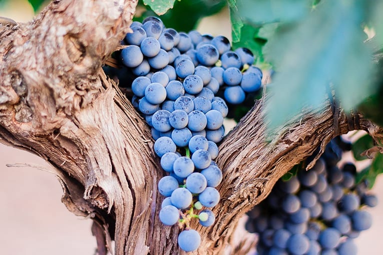 Nuove prove sperimentali in viticoltura e frutticoltura bio