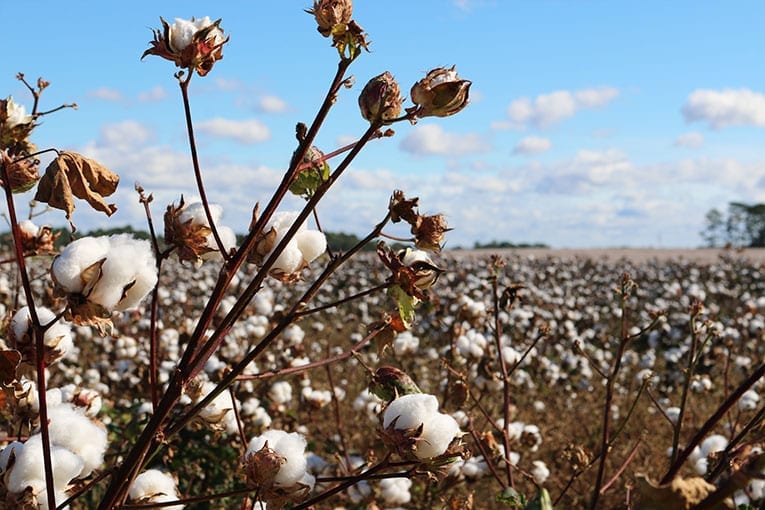 Cotone biologico vs cotone OGM