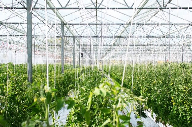 Serre per la produzione biologica nel deserto del Qatar