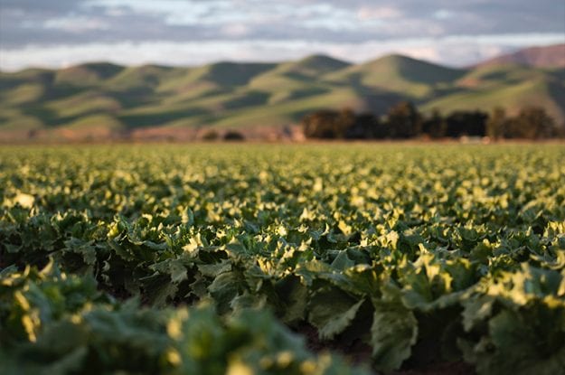 Al Sana Up si è discusso di giusto prezzo, tracciabilità e blockchain dei prodotti bio