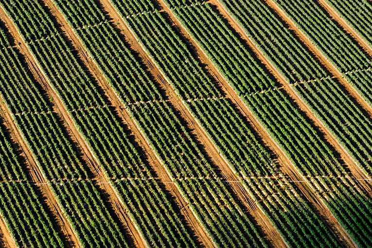 Europa: dal 2012 la superficie coltivata a biologico è cresciuta del 34%