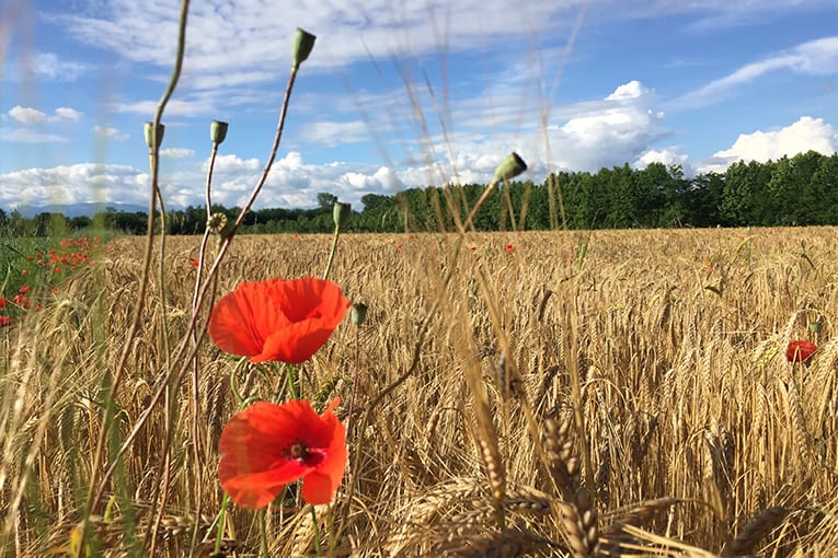 Nuovi finanziamenti per l’agricoltura