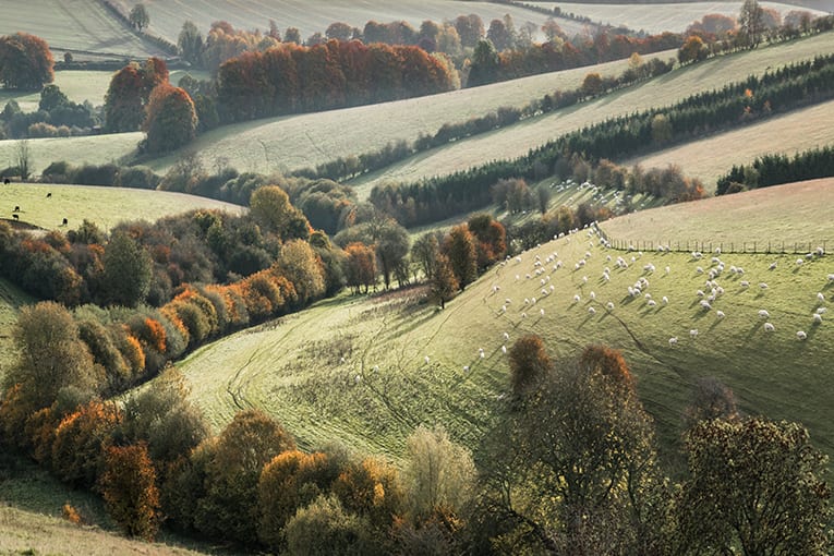 Biodistretto delle Colline e dei Castelli Romani