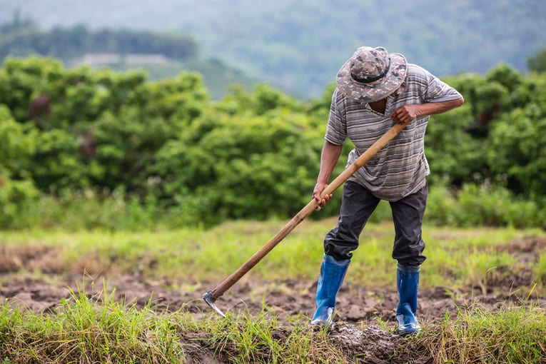 SOS manodopera in agricoltura: è possibile iscriversi per via telematica