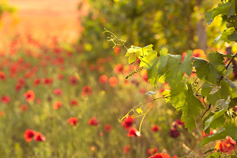 IL FUTURO? L’AGRICOLTURA “CIVICA”.