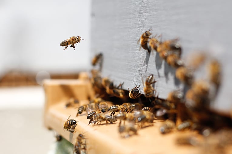 Il 20 maggio si è celebrata la giornata mondiale delle api