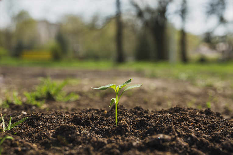 Sicilia: prorogato di due anni il bando 2015 per l’Agricoltura Biologica