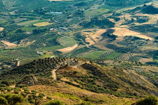 Appello alla Bellanova: urgente il confronto sulla riforma della PAC