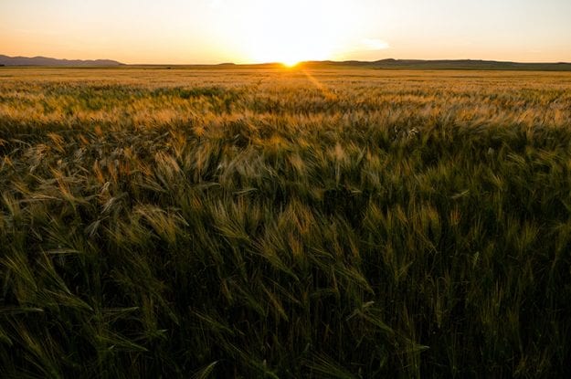 Agricoltura biologica: benefici ed opportunità per l’agroalimentare italiano