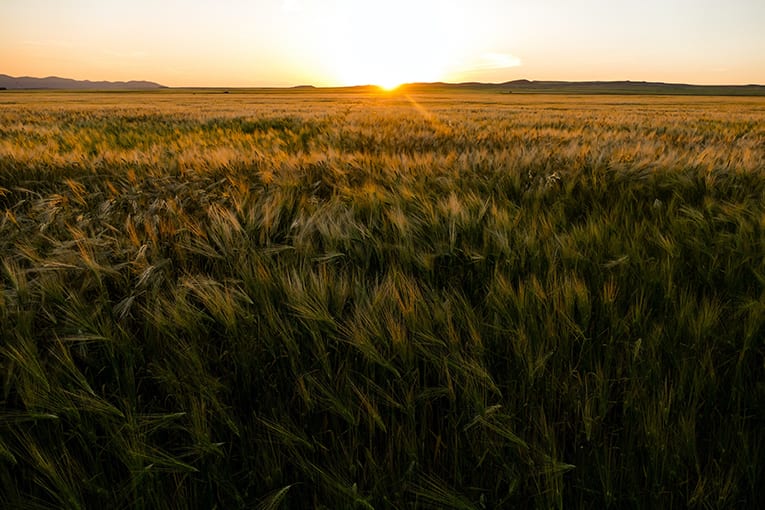 Agricoltura biologica: benefici ed opportunità per l’agroalimentare italiano