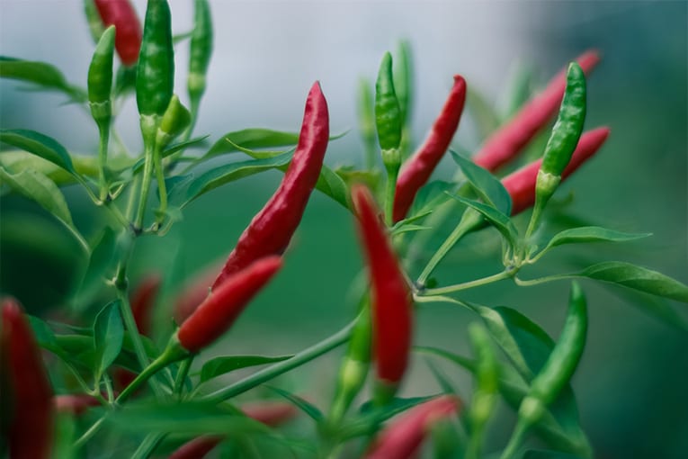 Nuovo bando per rilanciare l’agricoltura bio in Calabria