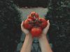 Una nuova sezione merceologica per il pomodoro bio