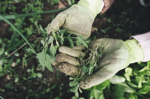 LA RIVOLUZIONE VERDE: L’ITALIA DEVE RIPARTIRE DALL’AGRICOLTURA