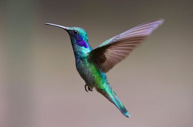 ALLARME SULLA BIODIVERSITÀ: GLI INDICATORI PER MISURARLA