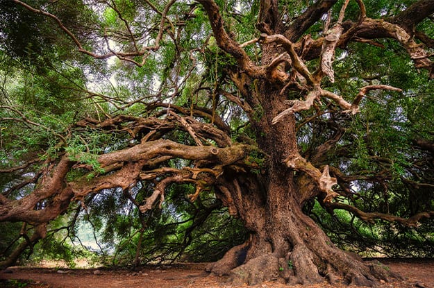 GLI ULIVI E L’AGRICOLTURA BIOLOGICA CONTRO L’INQUINAMENTO AMBIENTALE