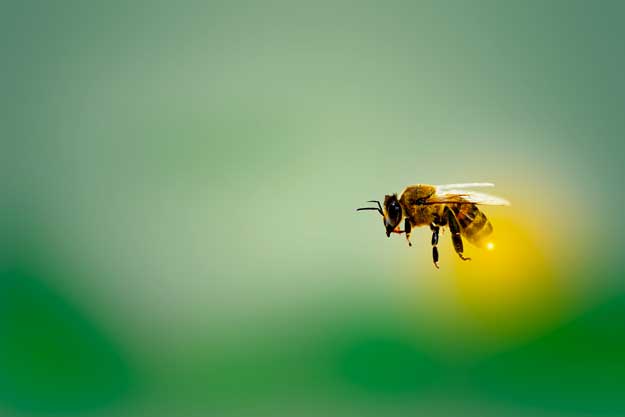 EUROPA E AGROFARMACI: LA PAC NON AIUTA LE API