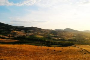 UN FONDO DI GARANZIA PER UN’AGRICOLTURA GREEN