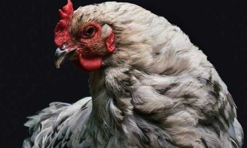 IL POLLO BIOLOGICO VA A SCUOLA: IL PROGETTO TIPIBIO