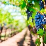 I LIMITI DI FOSFITI DANNEGGIANO IL MERCATO ITALIANO
