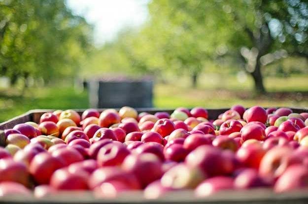 FITOFARMACI E MELE: IL PESO DELLA PRODUZIONE BIO SECONDO MELINDA