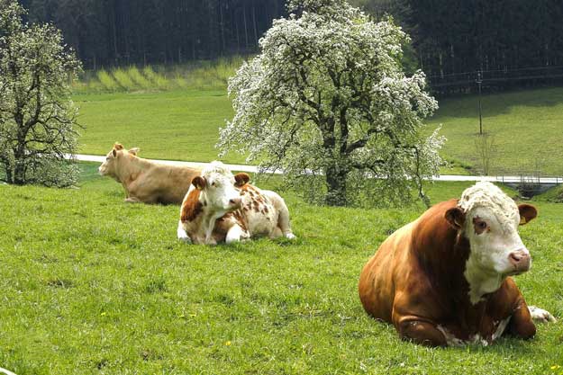 IL RILANCIO DEL SISTEMA AGROALIMENTARE PASSA DAL BIOLOGICO