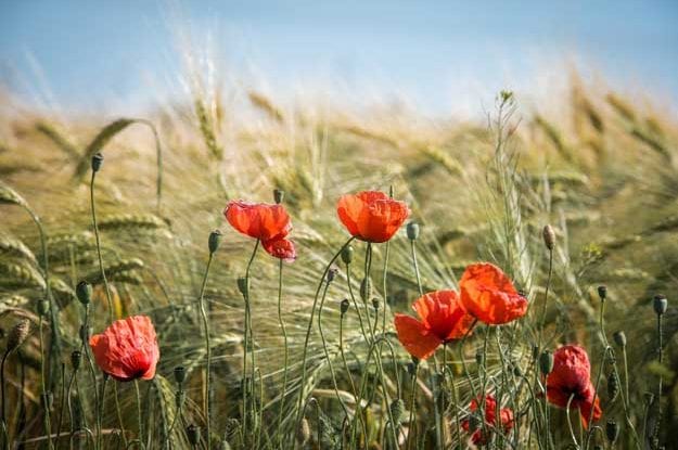 LEGGE SUL BIOLOGICO: PIU’ VICINA LA RICONOSCIBILITA’ DELLE PRODUZIONI ITALIANE