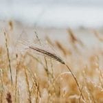 LAZIO E BIO-DISTRETTI: APPROVATE NUOVE NORME A DISCIPLINA DEL SETTORE