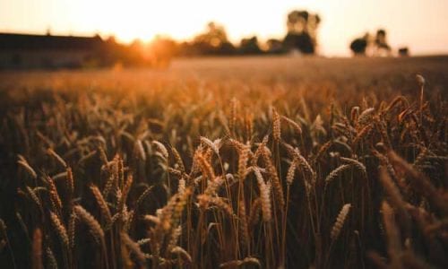 ARRIVA SANATECH: VETRINA INTERNAZIONALE, PER UNA VISIONE GLOBALE SUL MONDO BIO