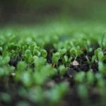 RICERCA SVIZZERA SULLA CONTAMINAZIONE DA PESTICIDI: IL BIOLOGICO E’ ALLEATO DEL SUOLO